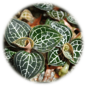 Lan Gấm Thảo dược caythuocviet.com.vn